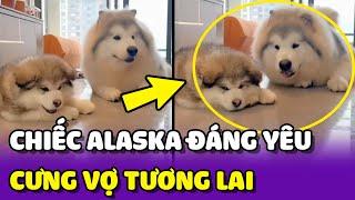 Khoảnh khắc ĐÁNG YÊU của bé Alaska khi thấy VỢ TƯƠNG LAI của mình  | Yêu Lu Official