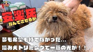 噛み癖で獣医が諦める!?トイプードルの噛み犬トリミング！！