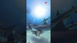 Tiger Shark dive  #shark #sharks #ocean #explore #nature Would you do this dive? Why or why not?