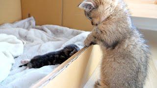 Kitten Kiki takes care of baby kittens with mother cat