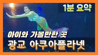 [광교 아쿠아플라넷] 수족관 옥상에서 상어에게 밥을 줄 수 있다고?! | 다양한 볼거리와 체험 프로그램이 함께하는 실내 수족관