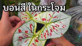 พาชมบอนสีในกระโจมบ้างครับ|เบิดชัย บอนสี