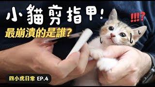 【黃阿瑪的後宮生活】小貓剪指甲！最崩潰的是誰？四小虎日常EP.4