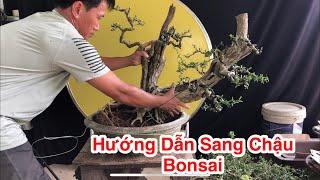 Hướng Dẫn Cách Thay Chậu Bonsai! Cách Thay Chậu Linh Sam Khai Thác.