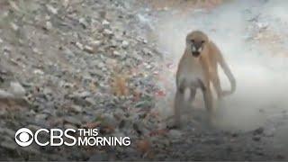 Utah hiker captures terrifying experience running into a mountain lion and cubs