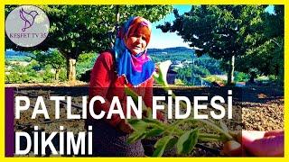 PATLICAN FİDESİ NASIL DİKİLİR? | PATLICAN DİKİMİ | PATLICAN FİDESİ NASIL EKİLİR?