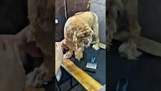 Слабонервным не смотреть! Побрили спаниеля  #спаниель #fyp #viral #dog