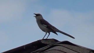 NORTHERN MOCKING BIRD CALLING 4/15/2016 FLORIDA