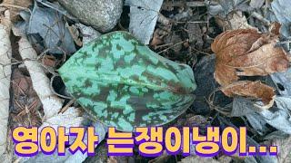 산야초 탐방 (21종)