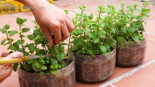 LIVE: $20 & Recycled Materials, Balcony Vegetable Garden Design for Beginners