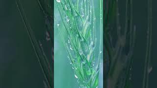 #비소리 #비소리asmr #rain #asmr  #rainsounds #백색소음 #수면유도 #relaxing