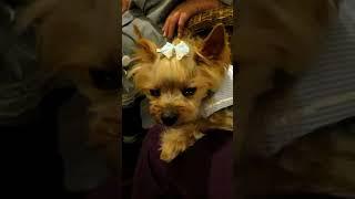 らんの寝落ち/Yorkie sleeps off
