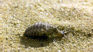 This Antlion is a Devious, Cold-Blooded Killer