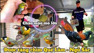 Nuôi thêm chim Chào Mào Mỏ Lớn & Được Tặng 2 đôi chim Ngũ Sắc - Quế Lâm thả Aviary || Đạt Bird TV