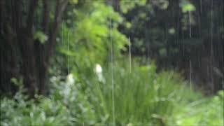 Beautiful Relaxing Piano Music / With the Sound of Rain for Sleeping