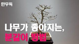 66. 나무가 좋아지는, 분갈이 방법