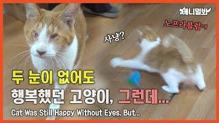 두 눈은 없어도 행복한 고양이, 그런데...ㅣA Cat That Is Still Happy Without Eyes, But...