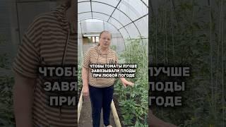 Чтобы томаты лучше завязывали плоды