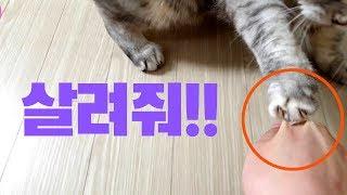 고양이 배 만졌을 때 반응?? 고양이 배만지기!!