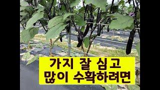 가지 열매 많이 따려면 심기와 초기관리