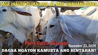 Inahin Mag iinahan at Dumalagang Baka Padre Garcia Batangas