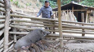 A wild sow just gives birth to many piglets. Robert | Green forest life