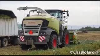 Claas jaguar 980/ New Claas Jaguar 980 (type498) chopping in Californië usa.