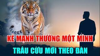 Mãnh thú luôn độc hành, chỉ trâu cừu mới đi theo đàn, kẻ mạnh thường đi đi về về một mình