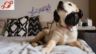  Are Dogs Into Music? The Best Music For Dogs That Relaxes, Calms, and Makes Them Happy!