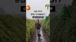 겨울 K-제주도 뽕 뽑는 방법 BEST7!