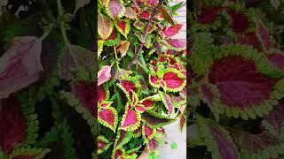 coleus plant with red and green beautiful leaves #coleusplant #shorts #youtubeshorts #coleus