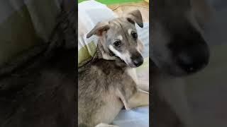 MAGALING NA YAN #animals #pets #puppy #shorts
