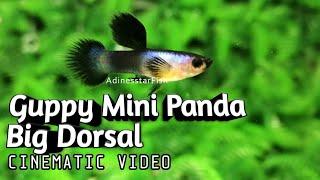 Guppy Rare Item Mini Panda Big Dorsal - For Sale