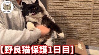 【野良猫食堂】寒さに凍えるふわふわ可愛い野良猫を保護直後の様子が意外すぎた！