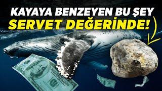 Balina Kusmuğu Nedir? Neden Servet Değerinde?