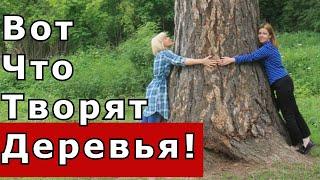 Обнимаем деревья! Интересное упражнение для укрепления нервной системы.