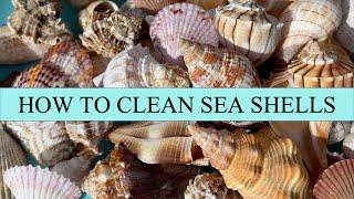 How to clean sea shells. My process for getting crusty, grimy sea shells gorgeous again.