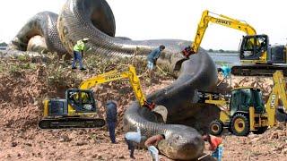 পৃথিবীতে পাওয়া সবচেয়ে বড় ১০টি সাপ || Top 10 Biggest Snakes In The World