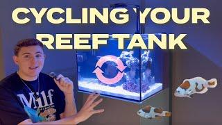 HOW TO Cycle a Reef Tank! Plus NEW Designer Clownfish!