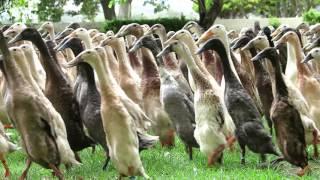 The Runner Duck Parade at Vergenoegd