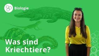 Kriechtiere: Merkmale, Ernährung, Fortpflanzung – Biologie | Duden Learnattack