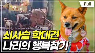 [Full] 세상에 나쁜 개는 없다 - 쇠사슬 학대견 나리의 행복 찾기