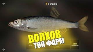 Пулемет трофейной уклейки на Волхове! Р.Волхов, рр4, фарм серебра на мах, русская рыбалка 4