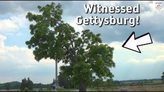 A Tree that Witnessed Gettysburg: Cemetery Ridge