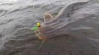 Sum 147 cm / MadCat clonk teaser 100g / Wędkasrstwo sumowe