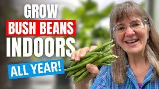 Growing Bush Beans Indoors: Easy, Step-By-Step Tutorial