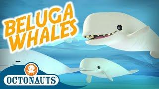 Octonauts - Beluga Whales | Full Episode | Cartoons for Kids