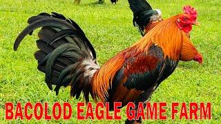 Let's visit SANDY SAAGUNDO - BACOLOD EAGLE game farm #breeding #chicken #farming