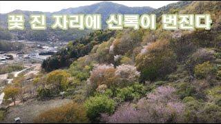 봄꽃 진 산골에 신록이 오른다