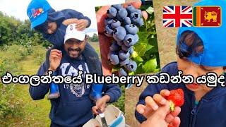 Blueberry & Strawberry Picking In UK | UK Sinhala Vlog | Life In UK | Lankans In UK